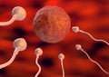 Sperm toward the egg cell inside the uterus in natural fertilization. 3d illustration Royalty Free Stock Photo