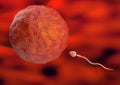 Sperm toward the egg cell inside the uterus in natural fertilization. 3d illustration Royalty Free Stock Photo