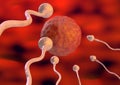 Sperm toward the egg cell inside the uterus in natural fertilization. 3d illustration Royalty Free Stock Photo