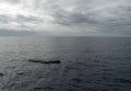 Sperm whale in the atlantic ocean at the acores islands Royalty Free Stock Photo