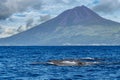 Sperm whale in atlantic ocean in front of Pico Volcano island Royalty Free Stock Photo