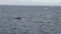 Sperm whale cachalot in ocean of Arctic.