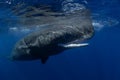 Sperm whale, cachalot, physeter macrocephalus Royalty Free Stock Photo