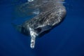 Sperm whale, cachalot, physeter macrocephalus Royalty Free Stock Photo