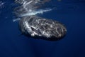 Sperm whale, cachalot, physeter macrocephalus