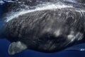 Sperm whale, cachalot, physeter macrocephalus