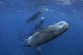 Sperm whale, cachalot, physeter macrocephalus Royalty Free Stock Photo