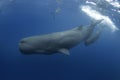 sperm whale, cachalot, physeter macrocephalus Royalty Free Stock Photo