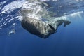 Sperm whale, cachalot, physeter macrocephalus Royalty Free Stock Photo