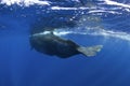 Sperm whale, cachalot, physeter macrocephalus Royalty Free Stock Photo