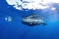 Sperm whale, cachalot, physeter macrocephalus