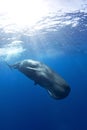 Sperm whale, cachalot, physeter macrocephalus Royalty Free Stock Photo