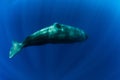 Sperm whale in the deep blue ocean, Mauritius Royalty Free Stock Photo