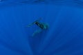 Sperm whale in the deep blue ocean, Mauritius Royalty Free Stock Photo