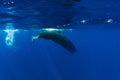 Sperm whale dive in blue ocean, Mauritius Royalty Free Stock Photo