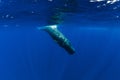 Sperm whale dive underwater blue ocean in Mauritius Royalty Free Stock Photo