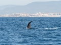 Sperm Whale Diving Showing Flukes