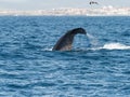 Sperm Whale Diving Showing Flukes Royalty Free Stock Photo