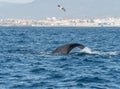 Sperm Whale Diving Showing Flukes