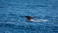Sperm whale fluke in the Atlantic Ocean Royalty Free Stock Photo