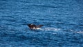 Sperm whale fluke in the Atlantic Ocean Royalty Free Stock Photo