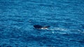 Sperm whale fluke in the Atlantic Ocean Royalty Free Stock Photo