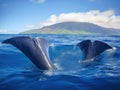Sperm Whale fluke Royalty Free Stock Photo