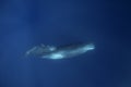 Sperm whale, cachalot, physeter macrocephalus