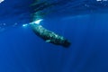 Sperm whale swim in Indian ocean, Mauritius Royalty Free Stock Photo