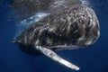 Sperm whale, cachalot, physeter macrocephalus