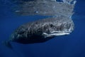 Sperm whale, cachalot, physeter macrocephalus Royalty Free Stock Photo