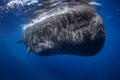 Sperm whale, cachalot, physeter macrocephalus