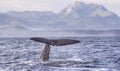 Sperm Whale Kaikoura Royalty Free Stock Photo