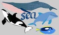 Sea animals on white background.Vector illustration