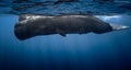 Sperm whale Royalty Free Stock Photo