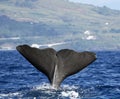 Sperm whale near Pico island, Azores