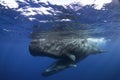 Sperm whale, cachalot, physeter macrocephalus Royalty Free Stock Photo