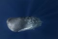 Sperm whale, physeter macrocephalous