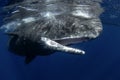 Sperm whale, cachalot, physeter macrocephalus