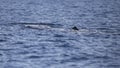 Sperm whale physeter macrocephalus in Adeje Coast south of Tenerife