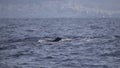 Sperm whale physeter macrocephalus in Adeje Coast south of Tenerife