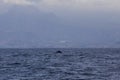 Sperm whale physeter macrocephalus in Adeje Coast south of Tenerife