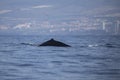 Sperm whale physeter macrocephalus in Adeje Coast south of Tenerife