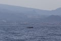 Sperm whale physeter macrocephalus in Adeje Coast south of Tenerife