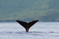 The sperm whale Physeter macrocephalus or cachalot, sperm whale tail Royalty Free Stock Photo