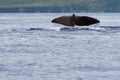 The sperm whale Physeter macrocephalus or cachalot, sperm whale tail Royalty Free Stock Photo