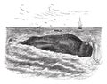 Sperm whale or Physeter macrocephalus, marine, mammal, vintage engraving Royalty Free Stock Photo