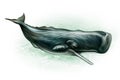 Sperm whale Physeter macrocephalus Royalty Free Stock Photo