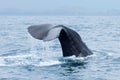 Sperm whale Physeter macrocephalus tail fluke above water during dive in Kaikoura, New Zealand. Royalty Free Stock Photo