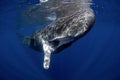 Sperm whale, cachalot, physeter macrocephalus Royalty Free Stock Photo